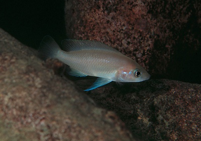 Neolamprologus sp. 'leleupi kapampa' Kapampa